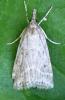 Eudonia pallida